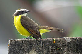 Rusty-margined Flycatcher