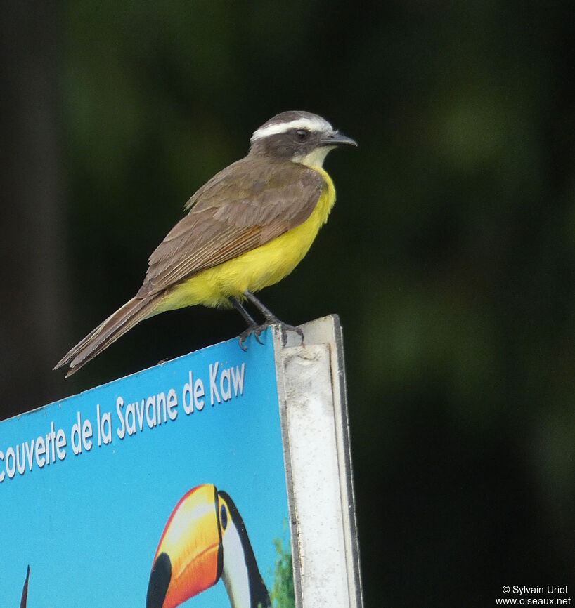 Rusty-margined Flycatcher