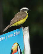 Rusty-margined Flycatcher