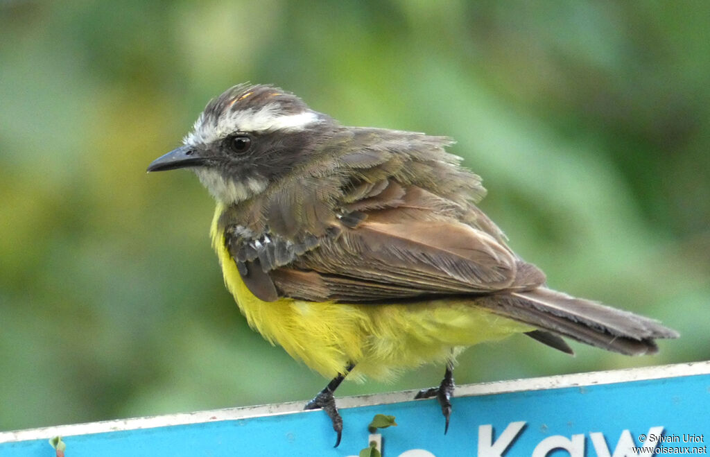 Rusty-margined Flycatcheradult