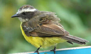 Rusty-margined Flycatcher