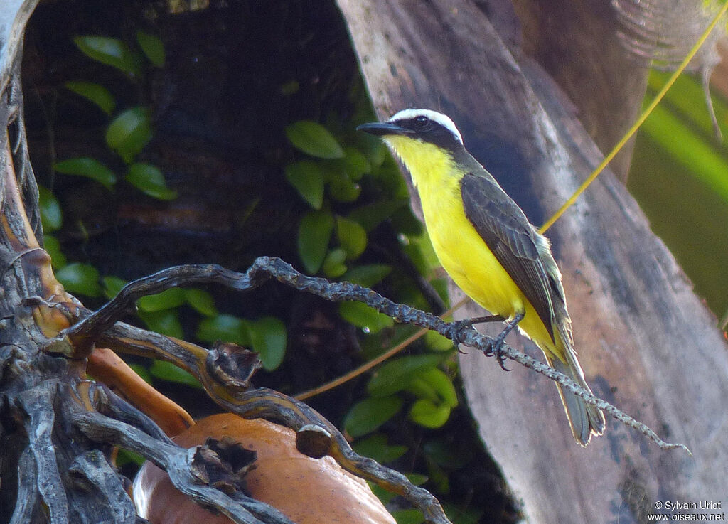 Yellow-throated Flycatcheradult