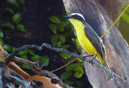 Yellow-throated Flycatcher