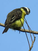 Yellow-throated Flycatcher