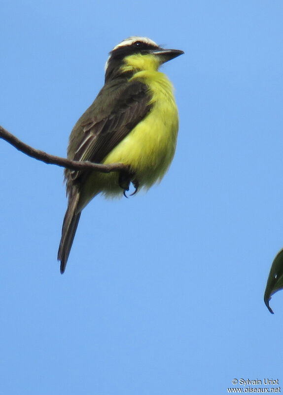 Yellow-throated Flycatcheradult