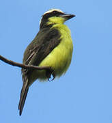 Yellow-throated Flycatcher