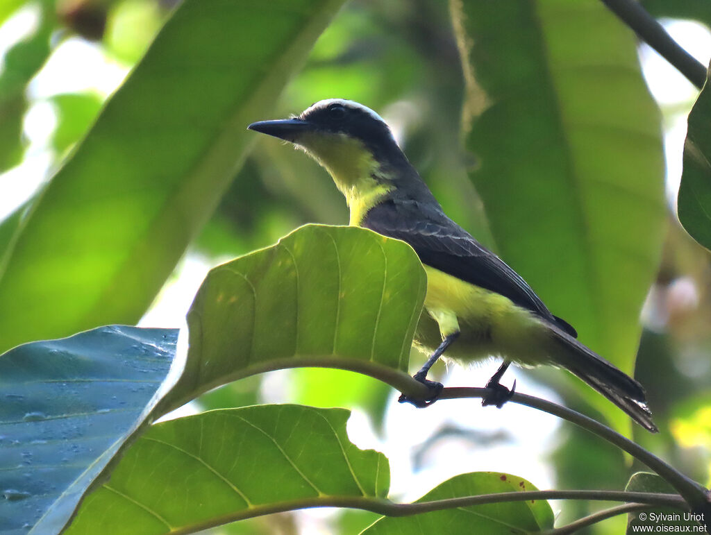 Yellow-throated Flycatcher