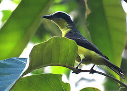 Yellow-throated Flycatcher