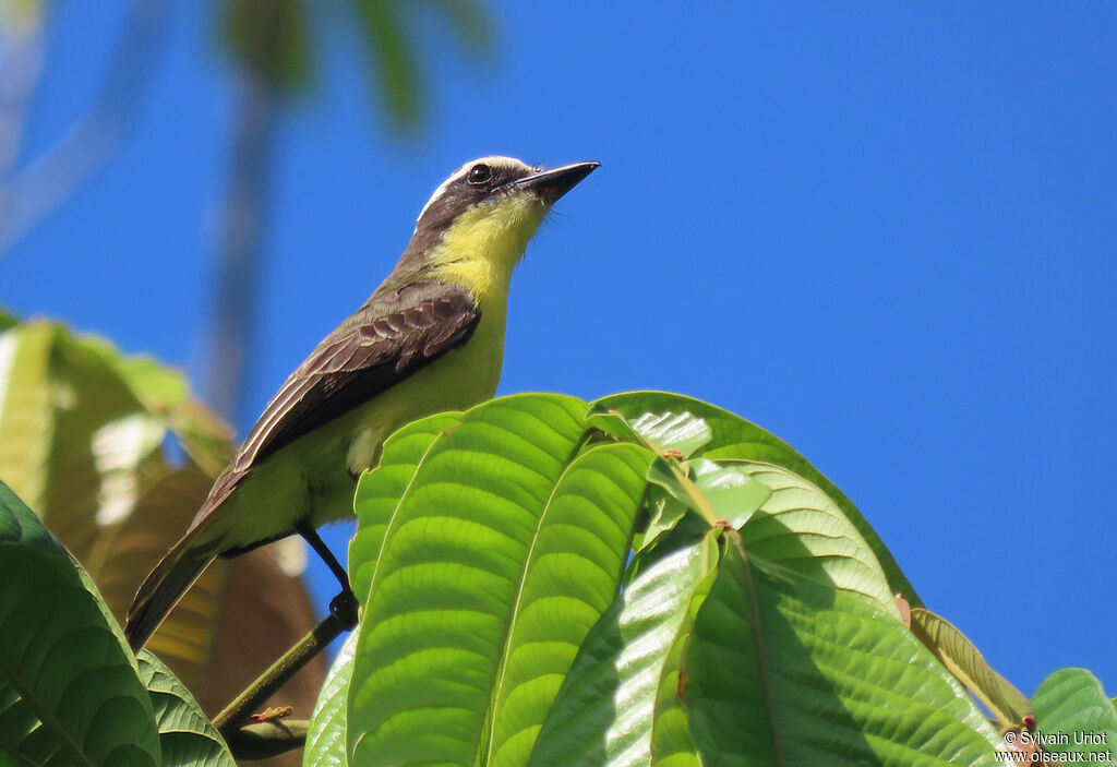 Yellow-throated Flycatcheradult