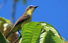 Yellow-throated Flycatcher