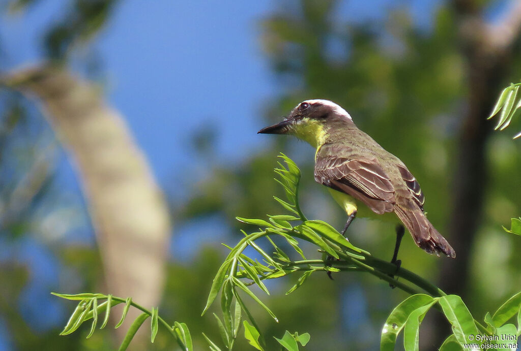 Yellow-throated Flycatcheradult