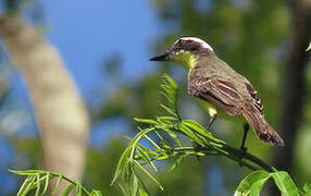 Yellow-throated Flycatcher