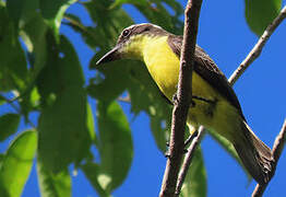 Yellow-throated Flycatcher