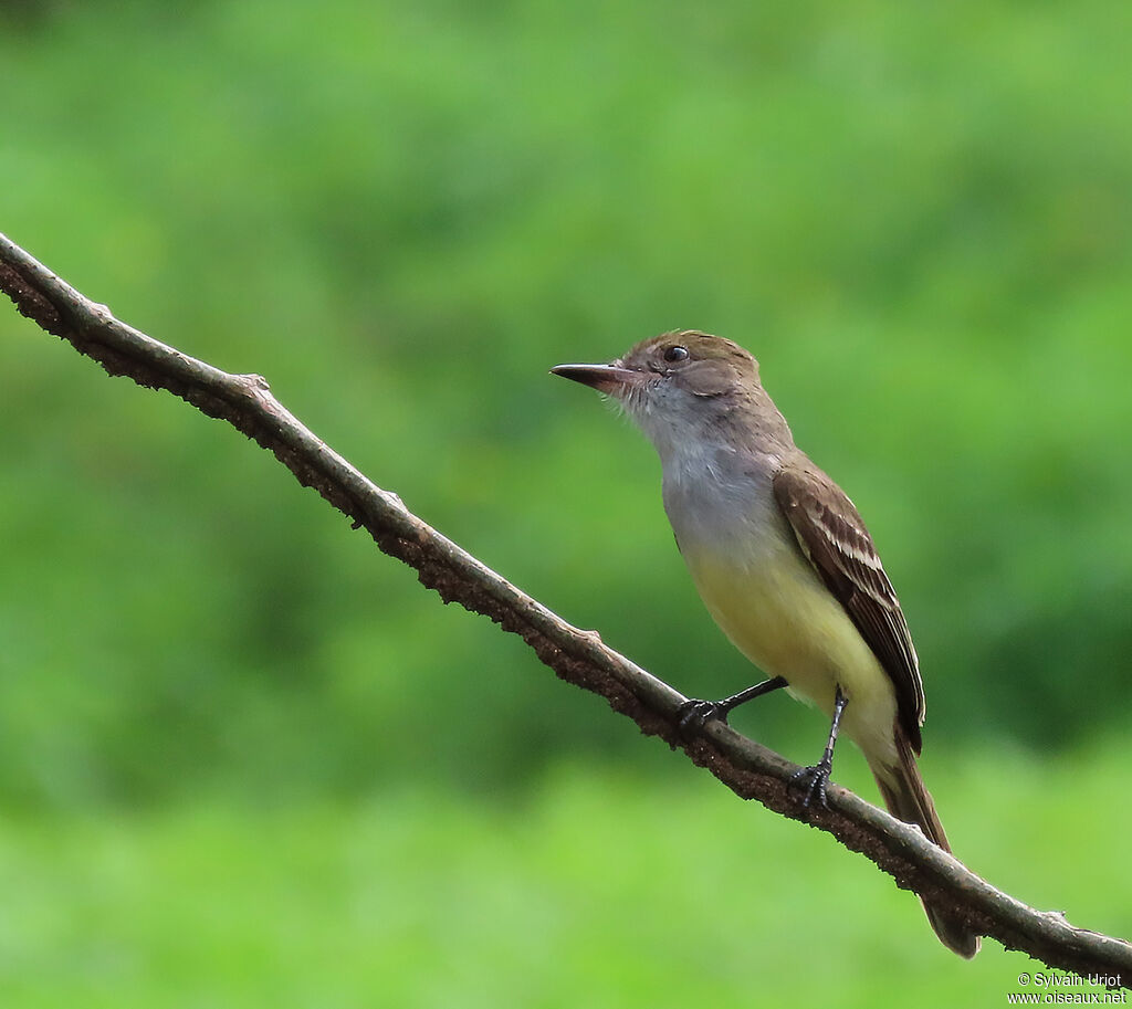 Brown-crested Flycatcheradult