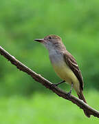 Brown-crested Flycatcher