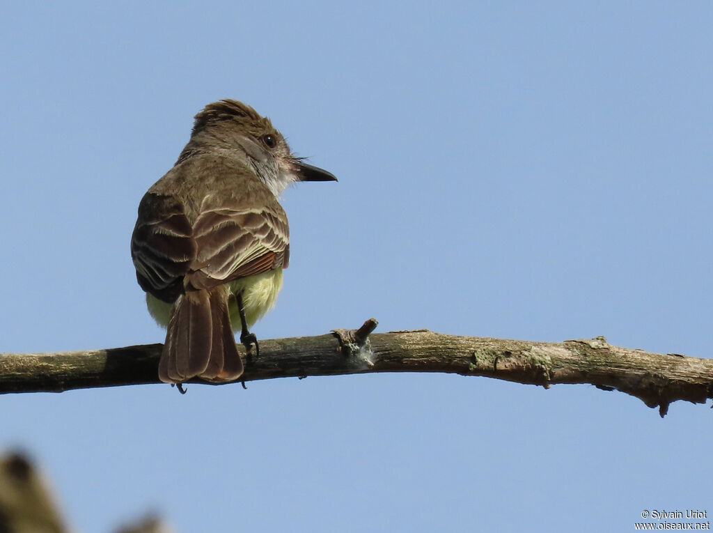 Brown-crested Flycatcheradult