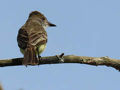 Brown-crested Flycatcher