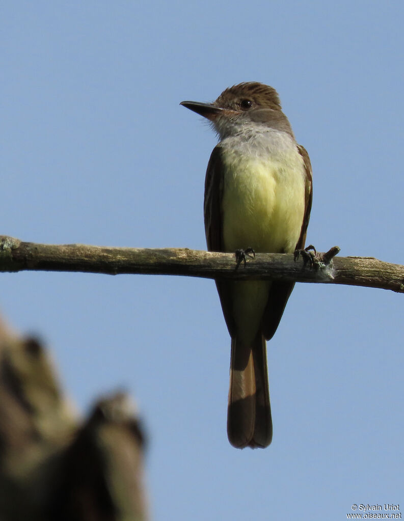 Brown-crested Flycatcheradult