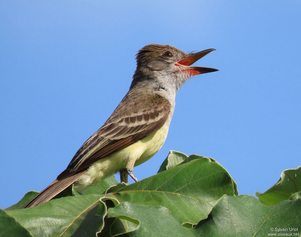 Brown-crested Flycatcheradult