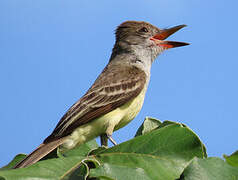 Brown-crested Flycatcher