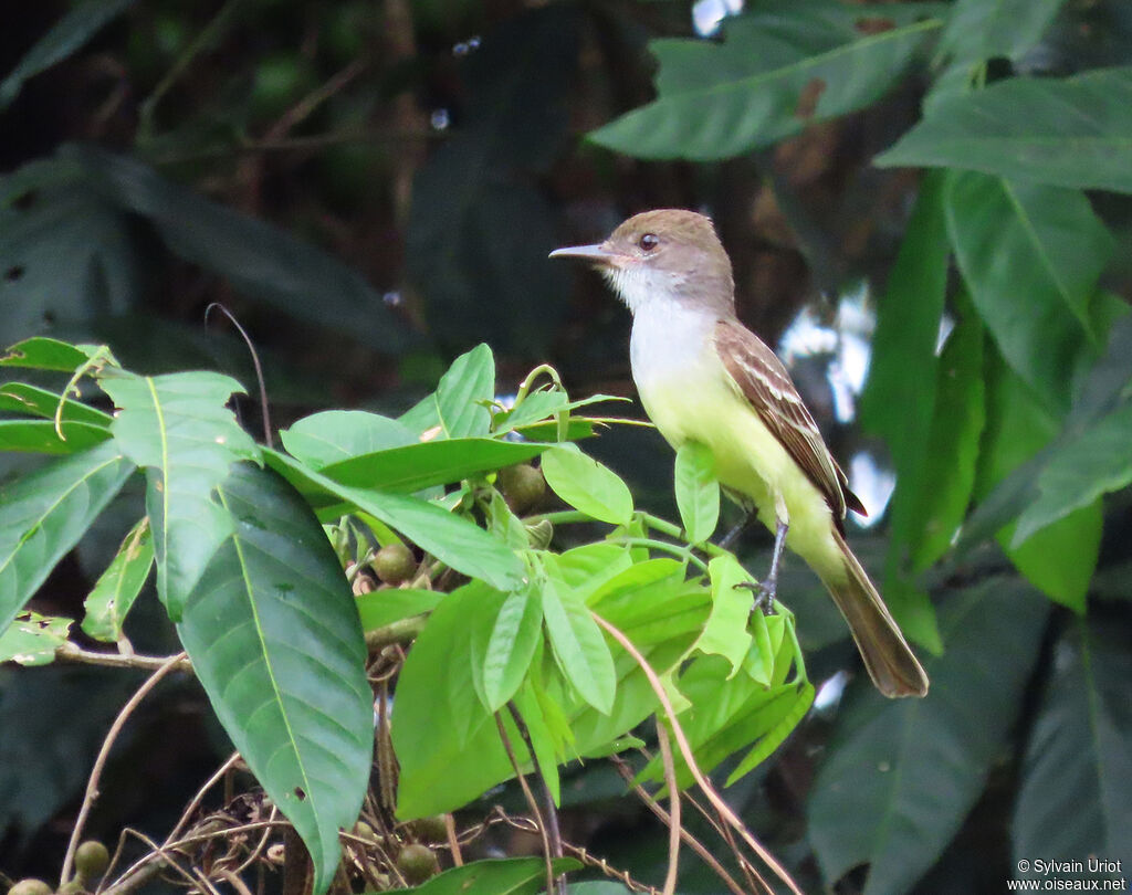 Brown-crested Flycatcheradult