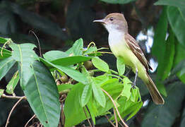 Brown-crested Flycatcher