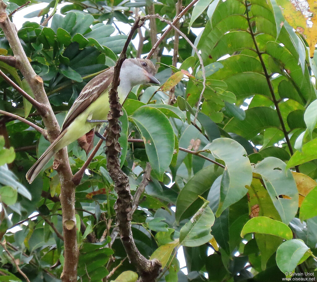 Brown-crested Flycatcheradult