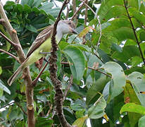 Brown-crested Flycatcher