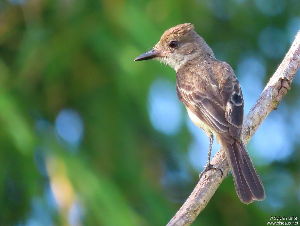 Brown-crested Flycatcheradult