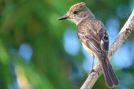 Brown-crested Flycatcher