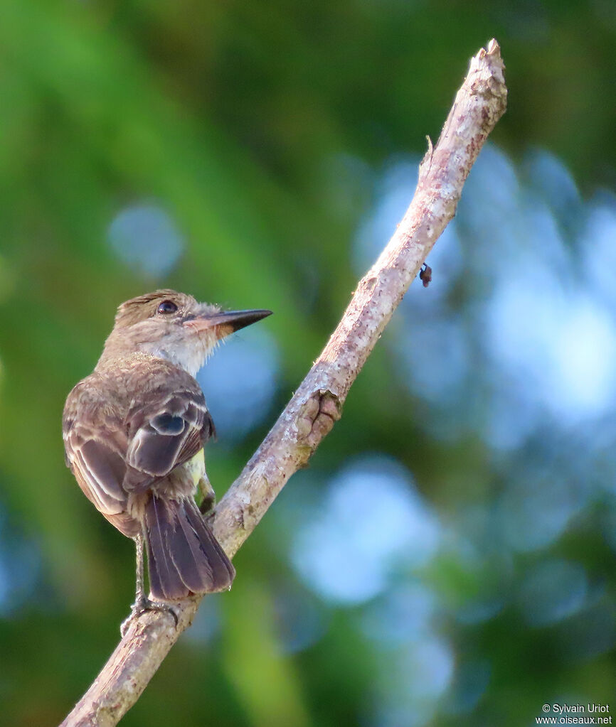 Brown-crested Flycatcheradult