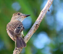 Brown-crested Flycatcher