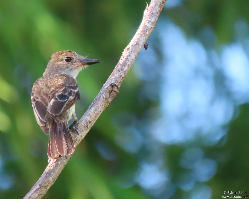 Brown-crested Flycatcheradult