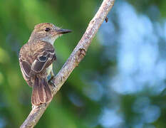 Brown-crested Flycatcher