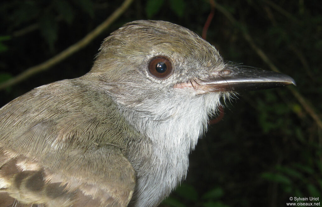 Brown-crested Flycatcheradult