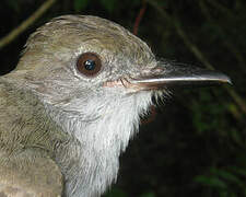 Brown-crested Flycatcher