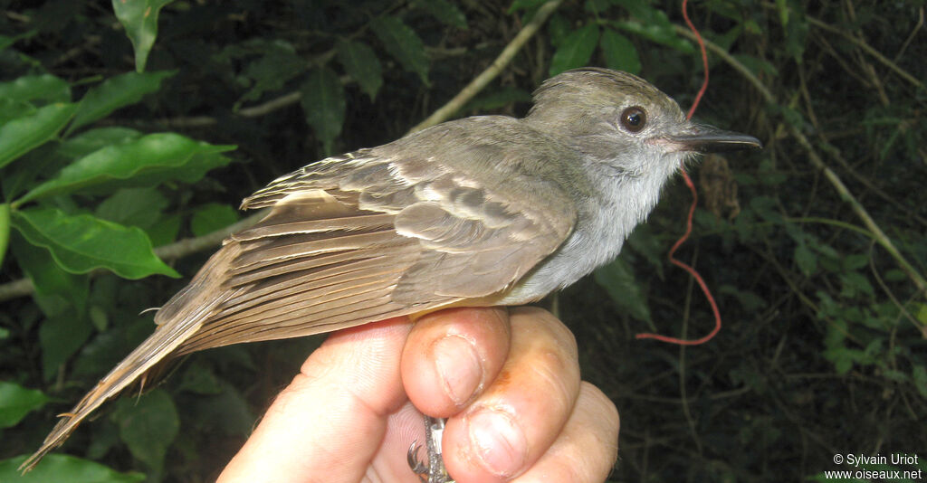 Brown-crested Flycatcheradult