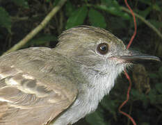 Brown-crested Flycatcher