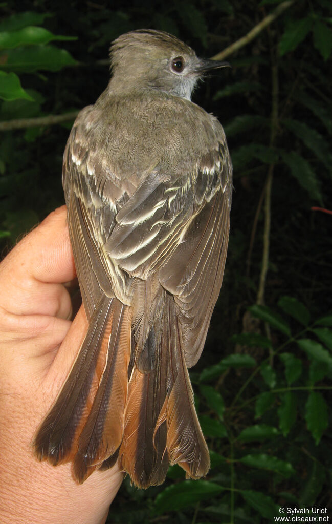 Brown-crested Flycatcheradult