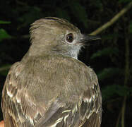 Brown-crested Flycatcher