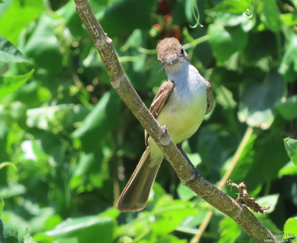 Brown-crested Flycatcheradult