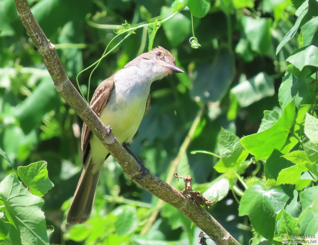 Brown-crested Flycatcheradult