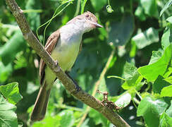 Brown-crested Flycatcher