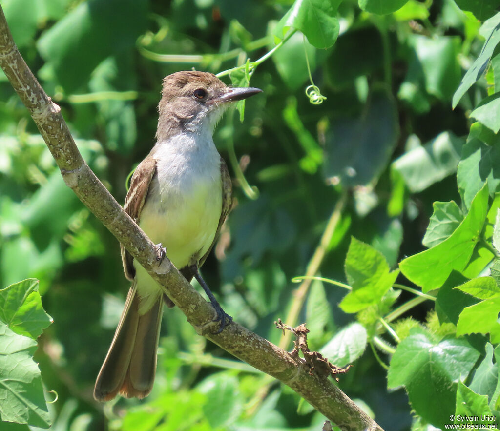 Brown-crested Flycatcheradult