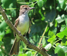 Brown-crested Flycatcher