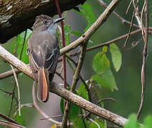 Brown-crested Flycatcher