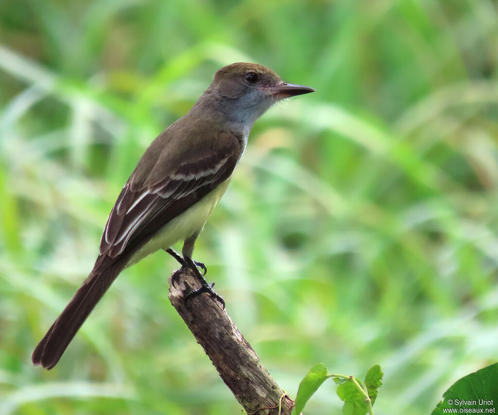 Brown-crested Flycatcheradult