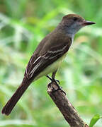 Brown-crested Flycatcher