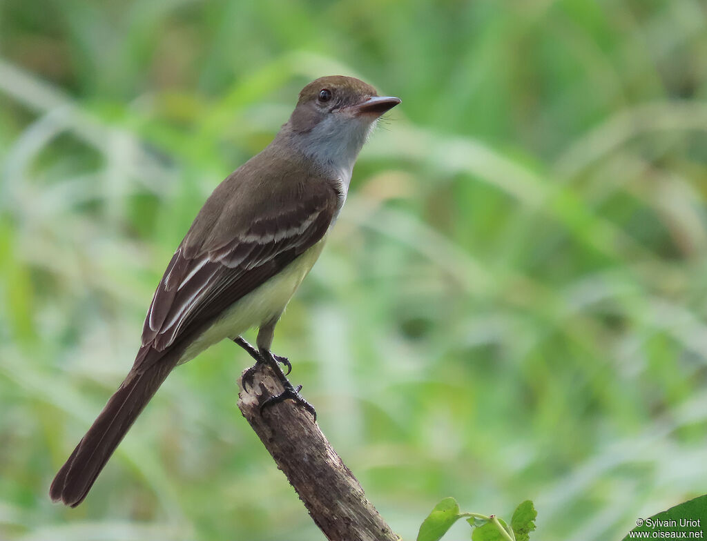 Brown-crested Flycatcheradult