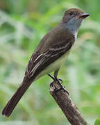 Brown-crested Flycatcher